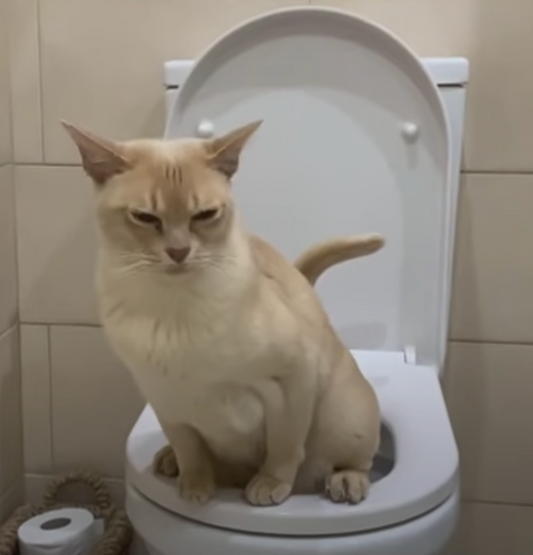 Cat Toilet Training