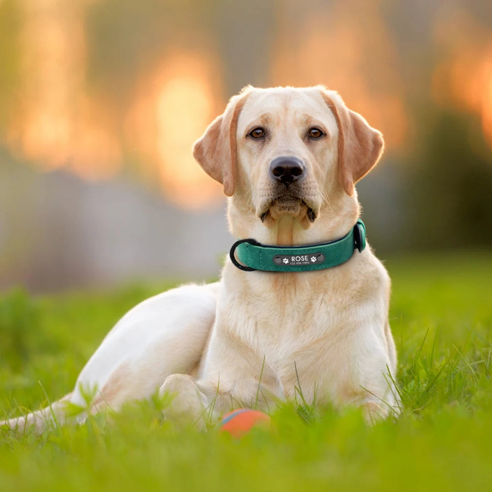 Padded Leather Collar and Walking Leash with Dog's Name