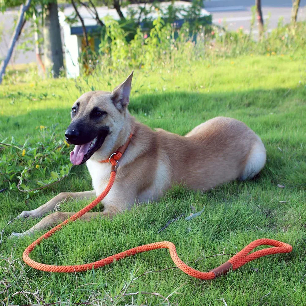 Adjustable Loop, Durable Nylon Slip Rope Dog Leash/Collar